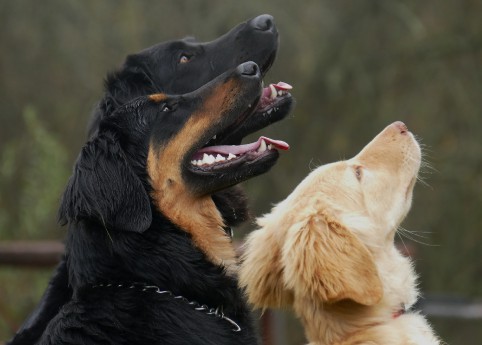 Hovawart deals dogs 101